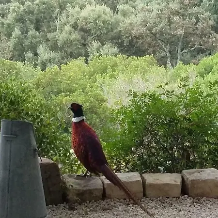 Vendégház Massacan-vue Le Lavandou